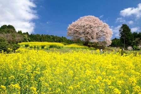馬場の山桜