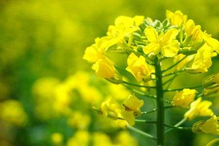 いちめんの菜の花