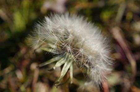 ふんわり*･゜ﾟ･*:.｡..