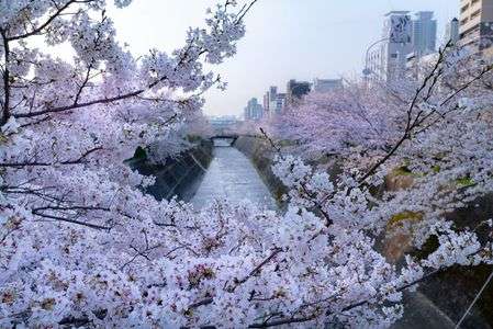 生田川公園の桜