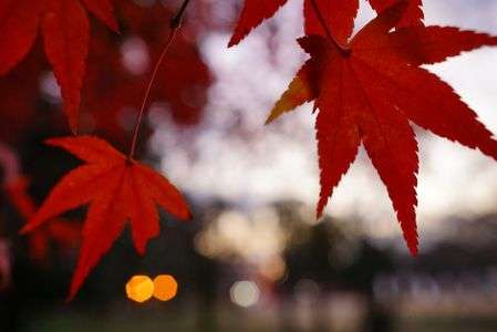 もみじとの距離感　鴨川沿い