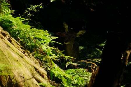 鹿　鞍馬・貴船