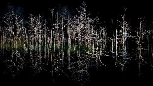 青い池　ライトアップ