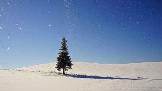 クリスマスツリーの木
