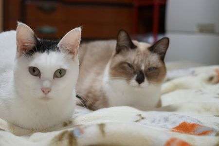 兄妹仲良く寝ぼけ目線