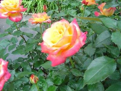 グラデーション