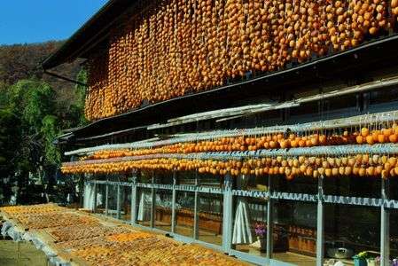 渋柿の日光浴