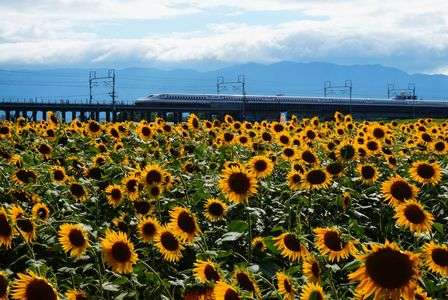 向日葵を駆け抜ける