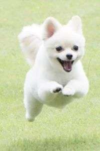 飛行犬、プリンちゃん！