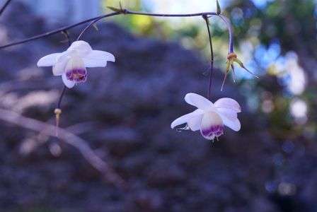 妖精さん、やっと会えたね‼