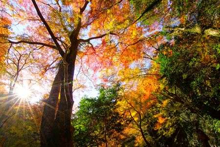 光芒と紅葉