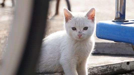 猫島のモフモフさん ～滋賀県・沖島編～