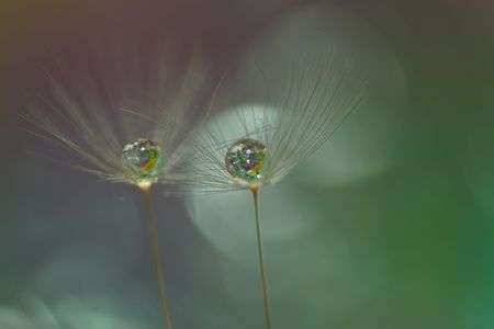 水滴写真　綿毛としずく撮影講座へ行ってきました♪