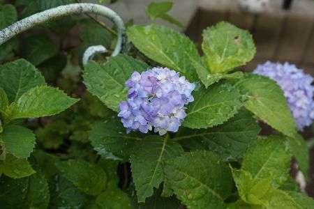 四季咲きの紫陽花のようで最近まで咲いていてくれました。