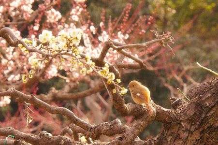 大阪城公園梅林