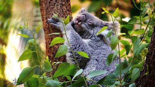 スヤスヤ眠るコアラ