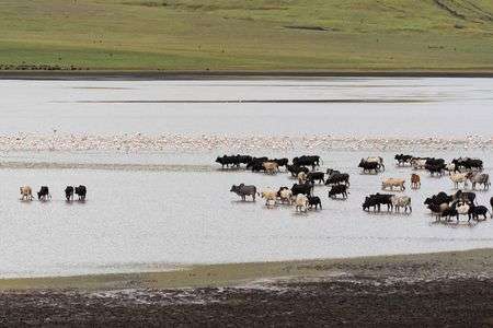 フラミンゴとマサイの牛たち