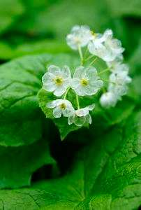 クリスタルフラワー