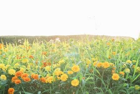 朝日に光る朝露