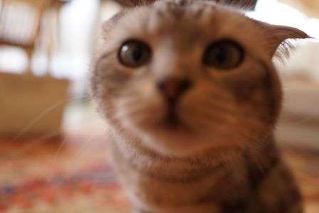 これはにゃんだー