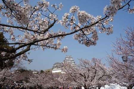 姫路城観桜会にて