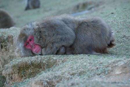 嵐山のお猿さん🐒
