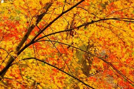 黄色紅葉