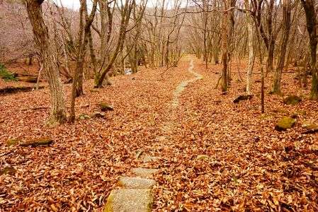 冬枯れのノルウェイの森
