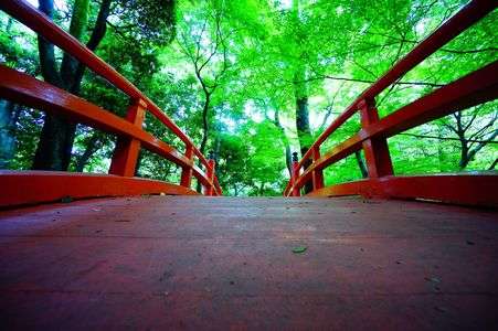 講師と行く　新緑探し＠小石川の公園編