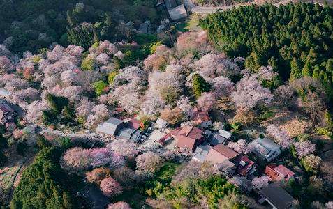 吉野山の桜  #カレンダー2024