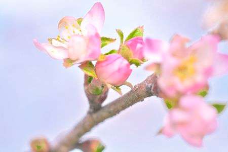 遅咲きのカンザクラ