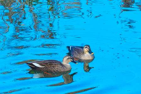 くつろぐカルガモ