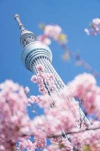 東京スカイツリー with 河津桜