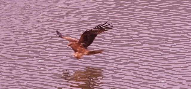ミサゴは　魚を取れるかな