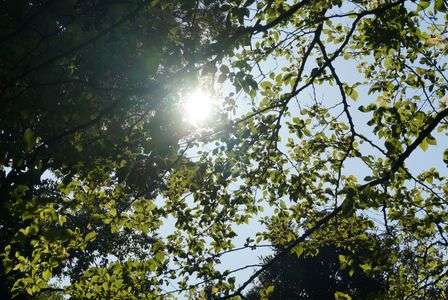 木漏れ日