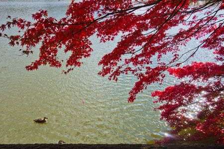 モミジかも！（笑）