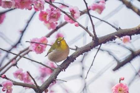 今年の梅ジロ。