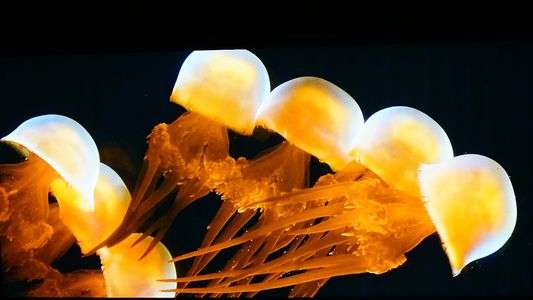 体験会大阪・講師と行く～水族館を撮ろう＠海遊館～（7月28日）に参加しました！