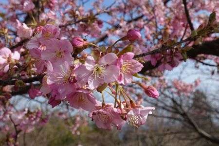 そろそろ春(｀･ω･´)