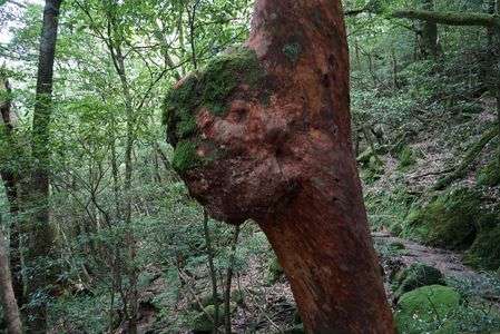 もののけの森４