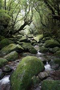 もののけの森５