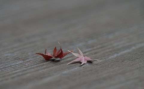 深秋のわすれもの 