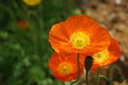 足利フラワーパーク行って来ました