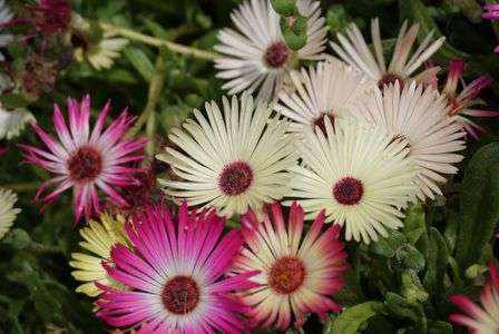 足利フラワーパーク行って来ました