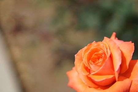 神代植物公園にて１