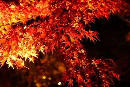 永観堂の紅葉にて