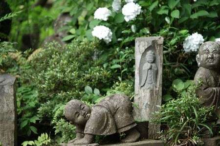 川崎浄慶寺のおもしろ羅漢様と紫陽花