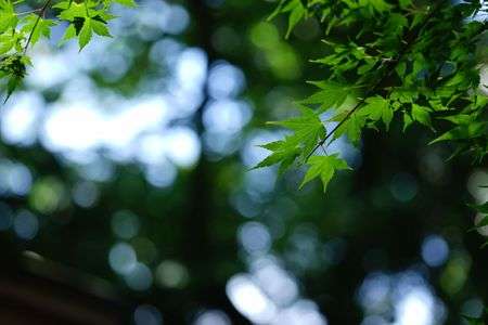 川崎浄慶寺のおもしろ羅漢様と紫陽花
