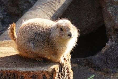 オグロプレーリードック