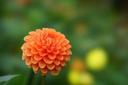 雨上がりのダリア